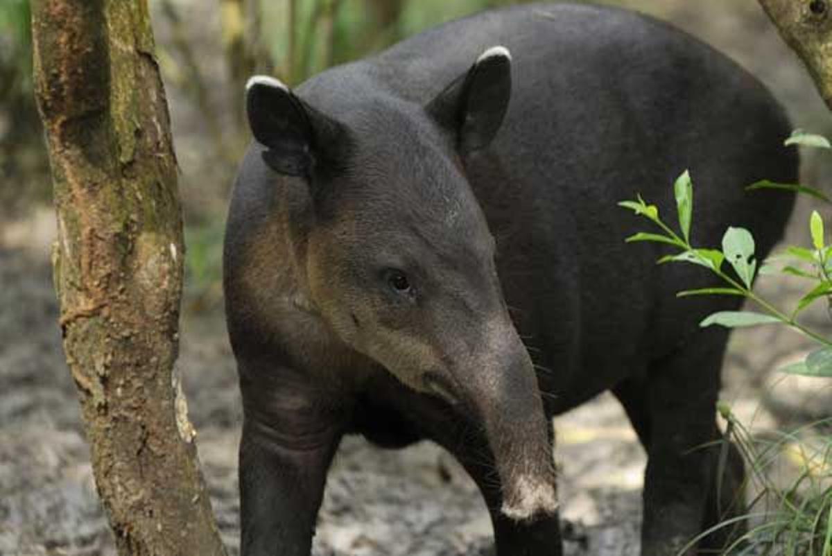 Tapir en Belice.