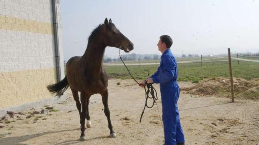 Un operario de la Diputación, con un caballo, en el centro ecuestre de Sandiás, hoy privatizado.  // Iñaki Osorio