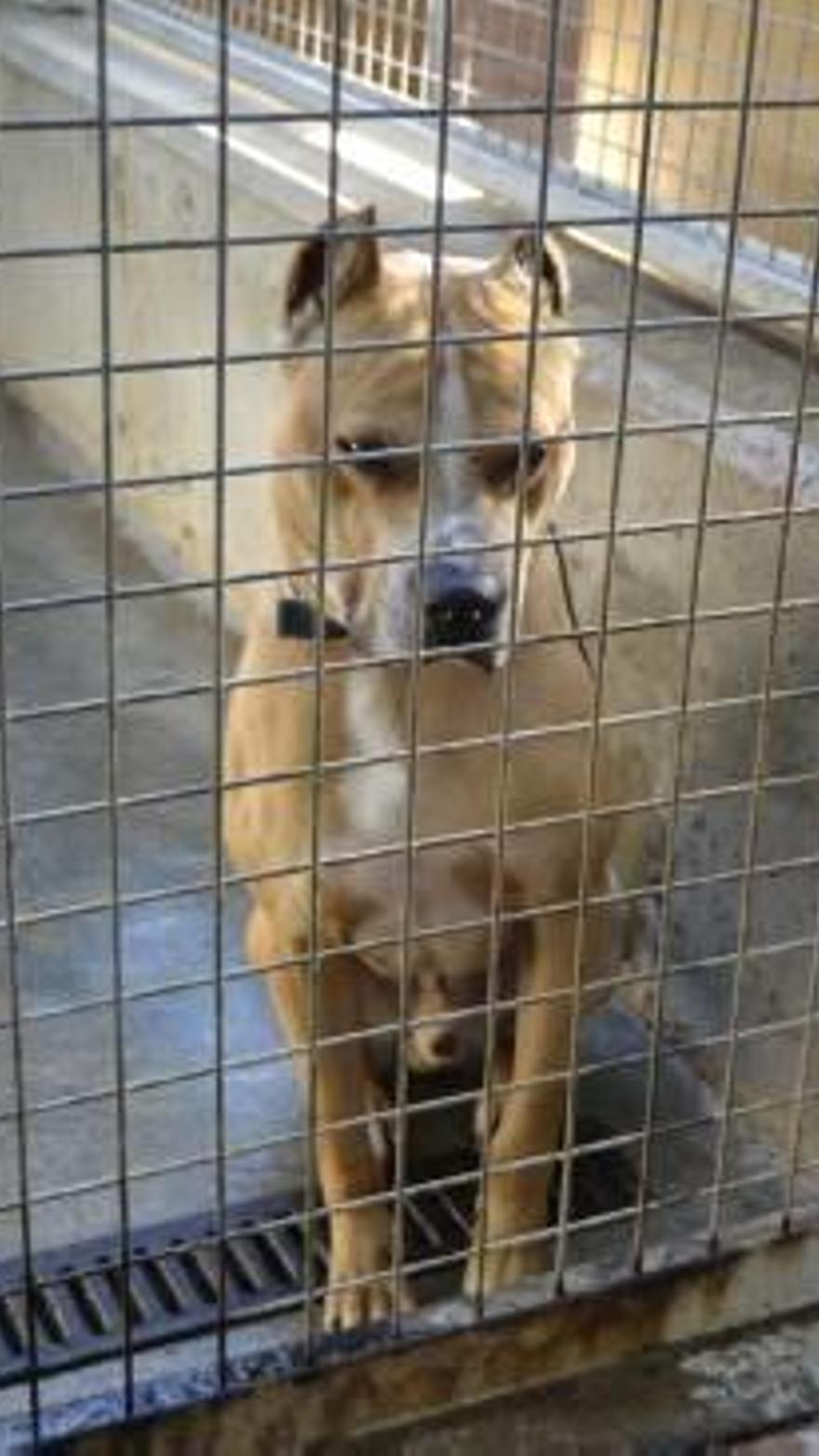 Valencia | La protectora de València acumula cerca de ochenta perros  peligrosos pendientes de adopción