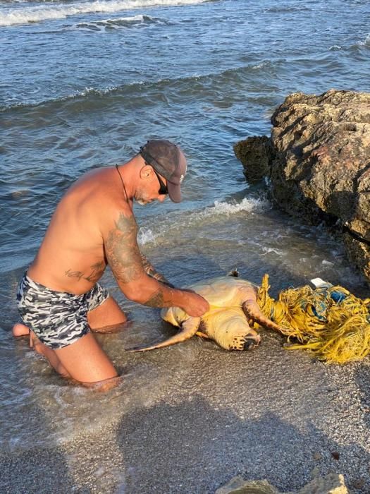 Tortuga boba rescatada en el Carabassí