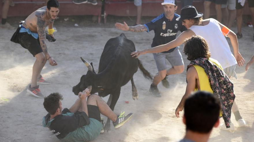 Moment de les vaquetes de Santpedor.