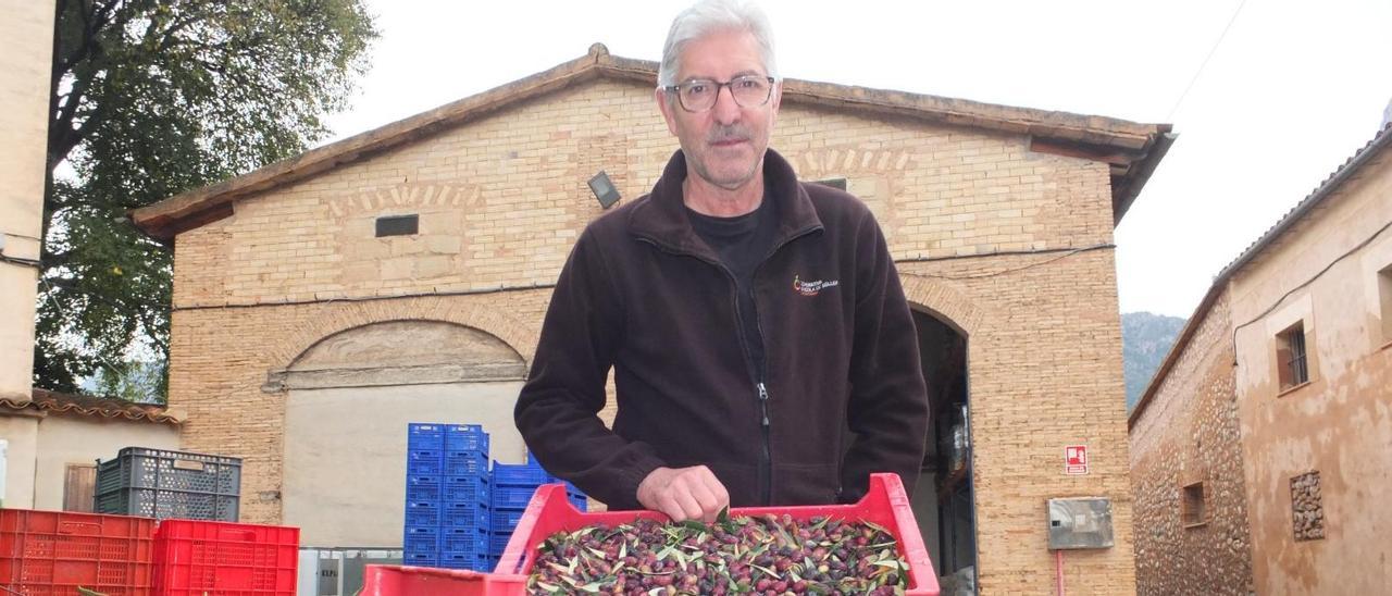 Gaspar Barceló: «No podemos tirar la toalla pero el cultivo de la aceituna está en una situación grave»