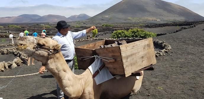 Vendimia Tradicional de La Geria