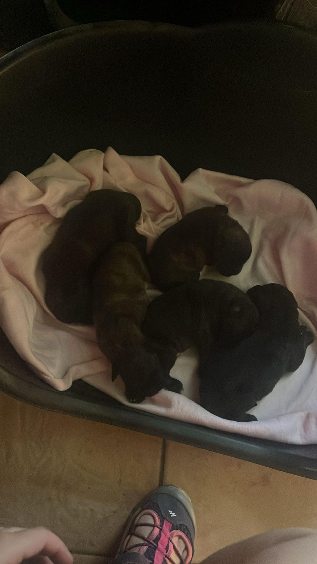 Los cachorros abandonados a la puerta del refugio.