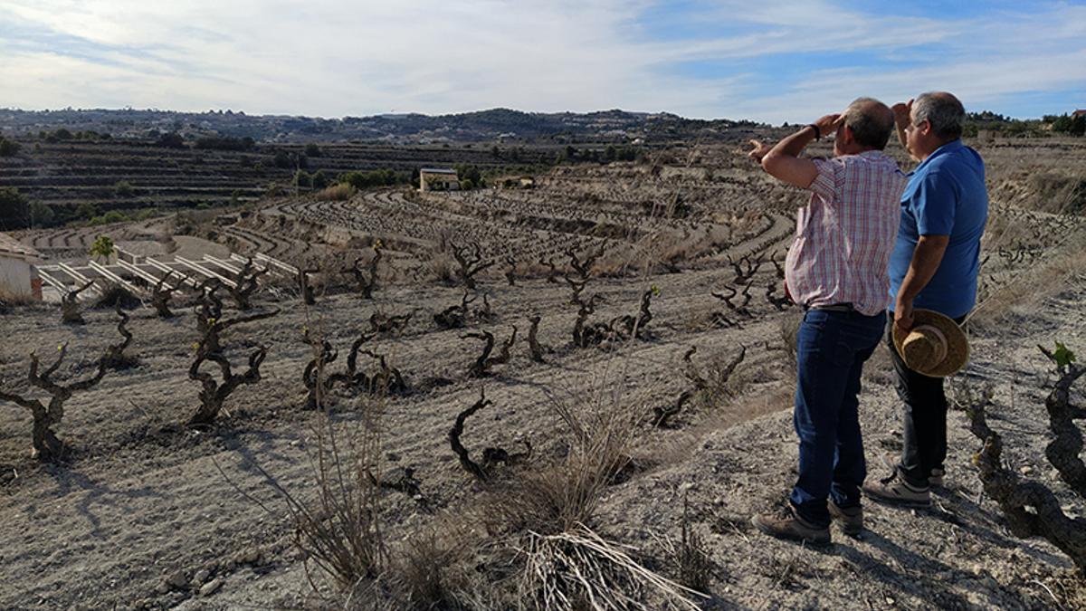 La sequía está cebándose con muchos cultivos de la Comunitat Valenciana.