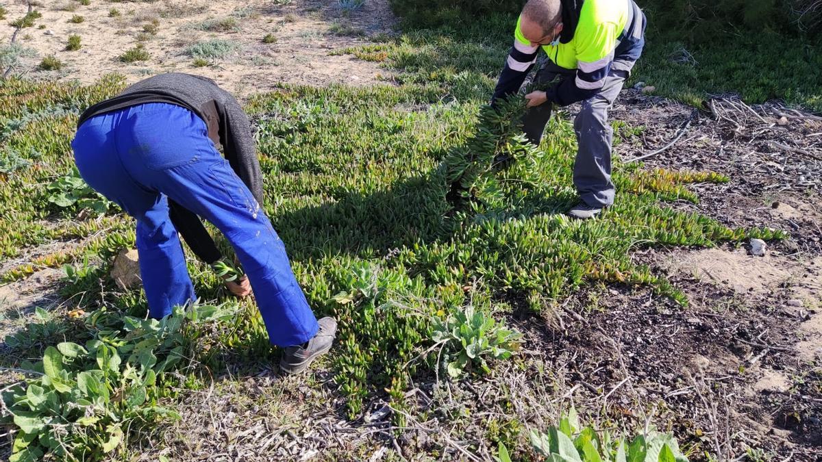 Operarios del Ayuntamiento de Torrevieja en la retirada de uña de gato del parque natural municipal de Molino del Agua