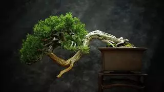 L'art dels bonsais s'exposa aquest cap de setmana al Casino de Manresa
