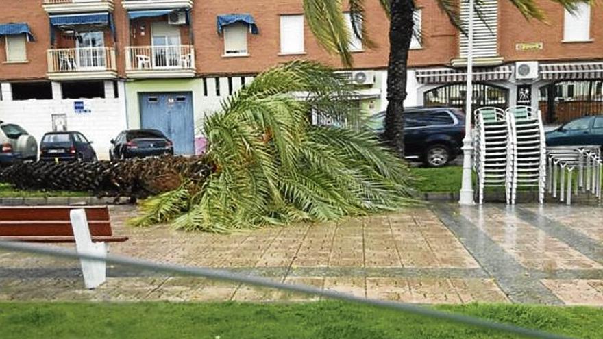 Sustituirán 16 palmeras de la avenida del Pilar por ser viejas