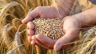 El superalimento tres en uno: saciante, reductor y alto en fibra