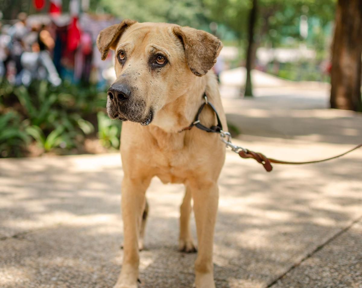 Un perro atado en una parcela.
