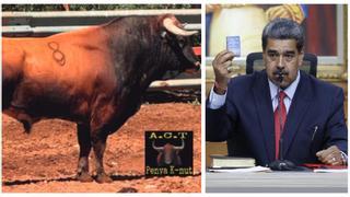 Bautizan a un toro en Castellón con el nombre de 'Nicolás Maduro'