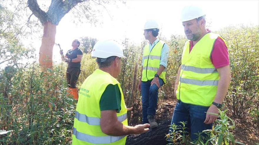 Los montes públicos generarán 200.000 kilos de corcho este año