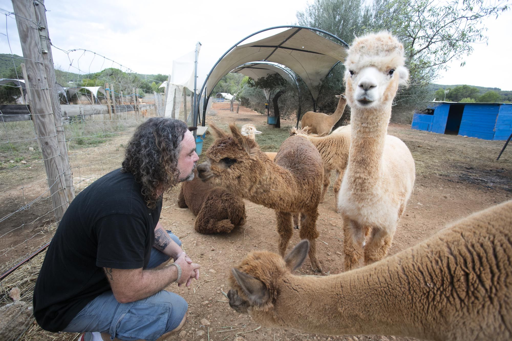 Granja de alpacas en Ibiza