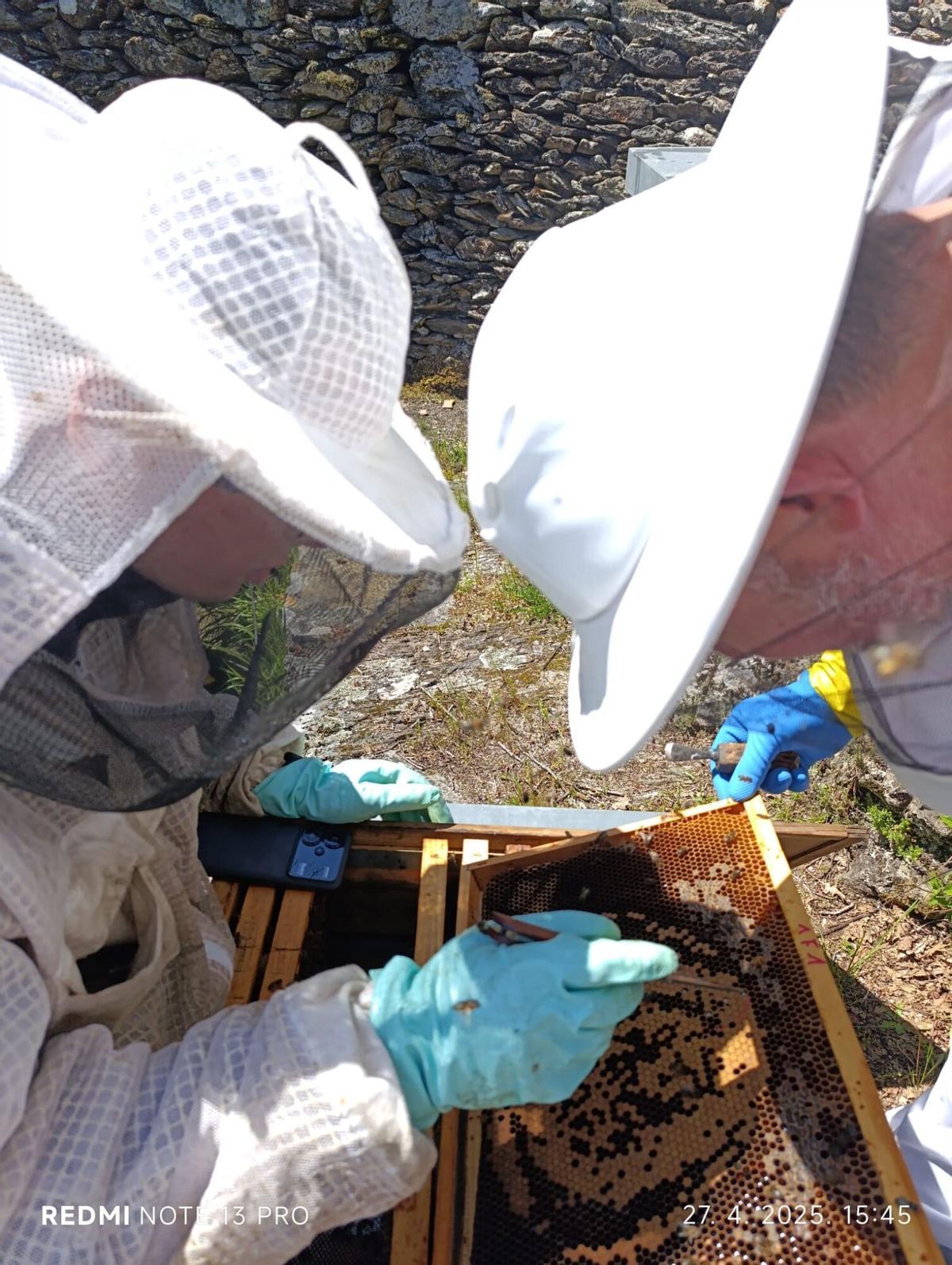 El proyecto incluyó un experimento con feromonas en las colmenas El proyecto incluyó un experimento con feromonas en las colmenas