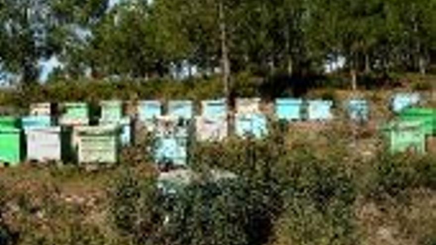 Paralizadas 600 toneladas de miel por el bajo precio europeo