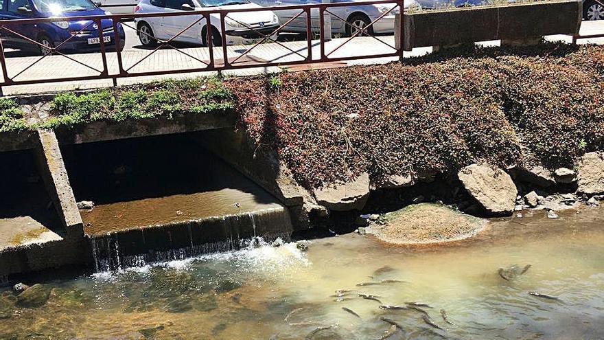 Imagen que ofrecía ayer el río de O Con, junto a Fexdega.