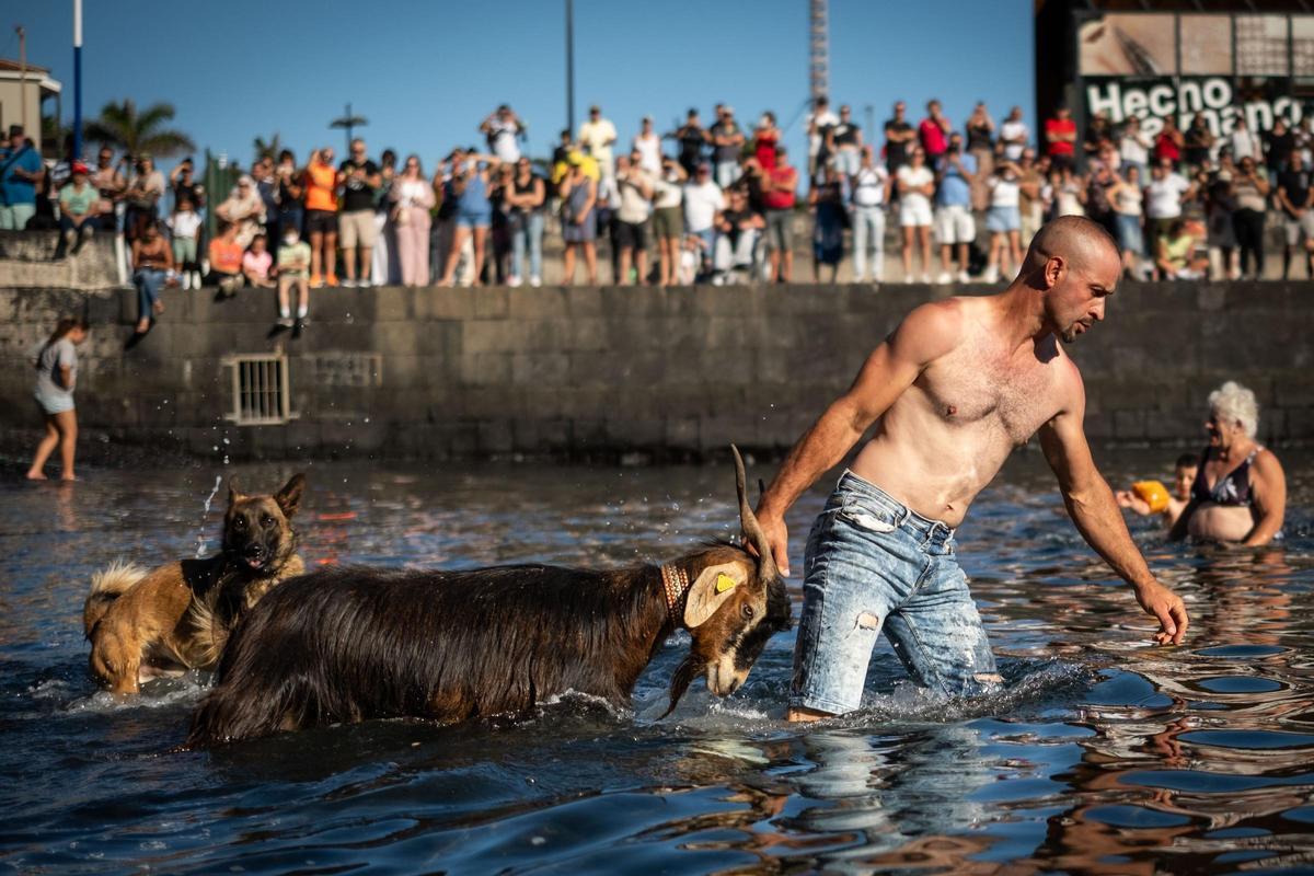 Así se vivió el tradicional baño de cabras en el muelle de Puerto de la Cruz