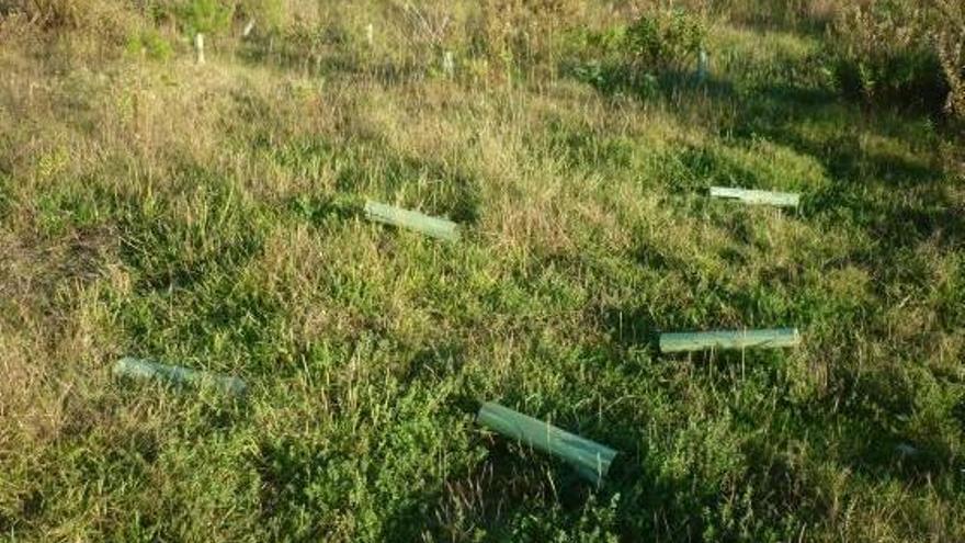 Los protectores de los árboles están tirados en la zona.