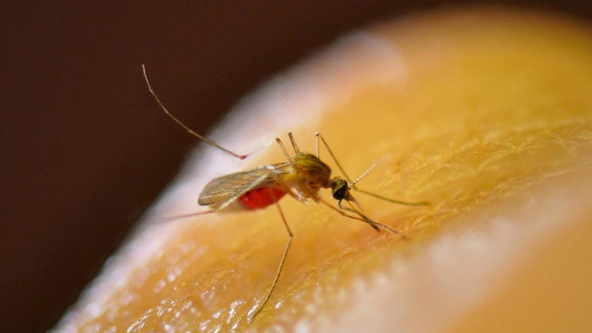 Los mosquitos del género Culex son los que más transmiten el virus del Nilo