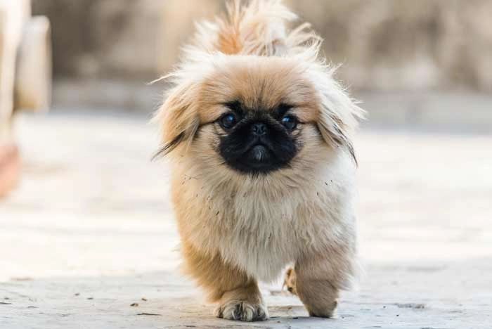 Pese a su pequeño tamaño, el Pekinés soporta muy bien el frío.