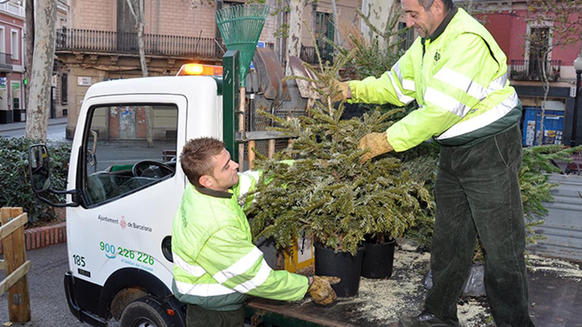 Recogida de árboles de Navidad en Barcelona