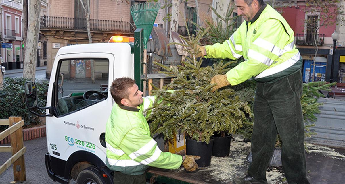 Barcelona habilita 227 punts de recollida d’arbres de Nadal