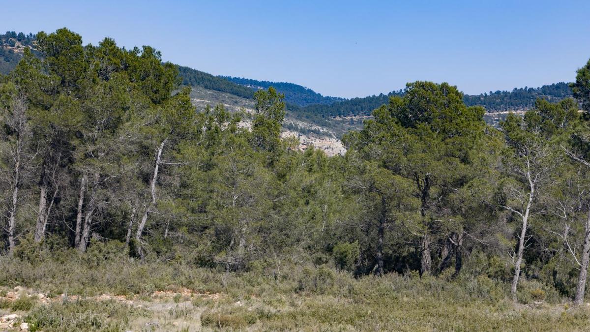 Sierra de Bicorp