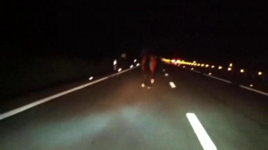 Un caballo siembra el pánico en una autovía de Zamora