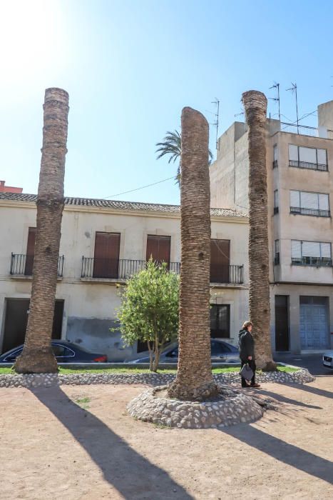 El área de Infraestructuras del Ayuntamiento de Orihuela retira desde hoy 23 troncos y tocones de las palmeras de la plaza de Santa Lucía. Un auténtico "monumento al picudo" en los últimos meses. Toda