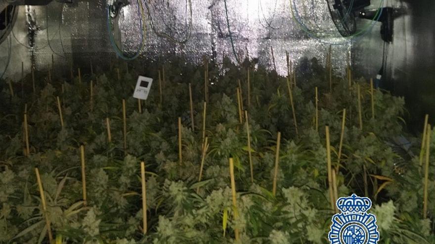 Cultivo de marihuana en una vivienda.