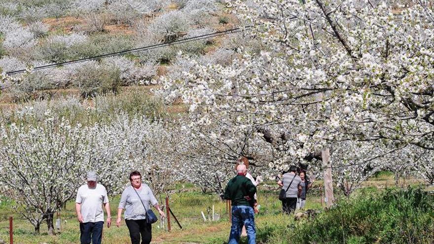 El autor del cartel anunciador del Cerezo en Flor obtendrá 800 euros