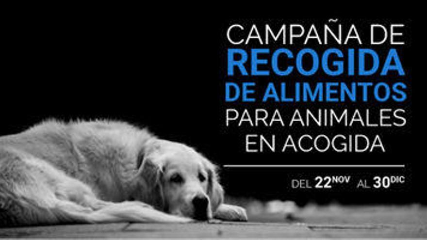 Campaña de recogida de alimentos para animales en los centros de acogida