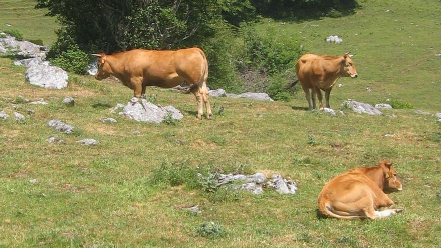 Vacas pastando en unos terrenos de montaña.