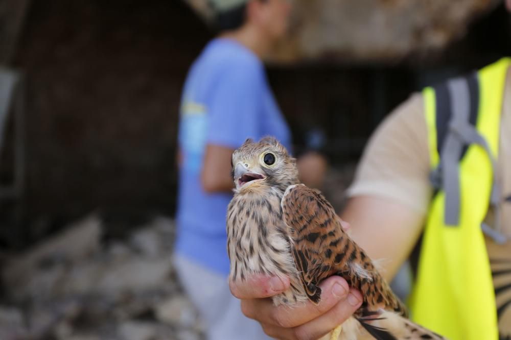 El Ayuntamiento de Torrevieja y la Conselleria de Medio Ambiente realizaron el anillamiento anual de la colonia de gaviotas establecida en el saladar de la laguna de Torrevieja con la ayuda de 30 volu