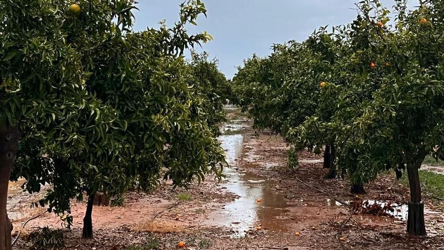 La sequía preocupa a la naranja: &quot;Por más que se riegue, el calibre no aumenta si no llueve&quot;