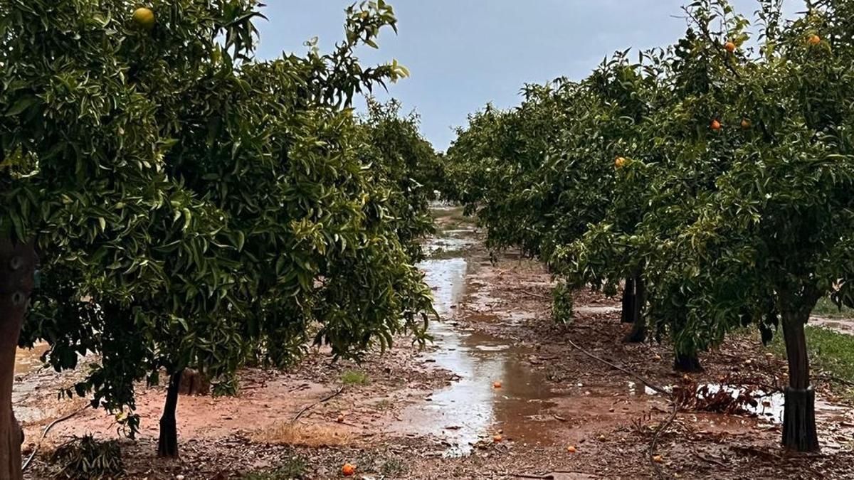 Campos de naranjos de Castellón llenos de agua, en la gota fría de noviembre.