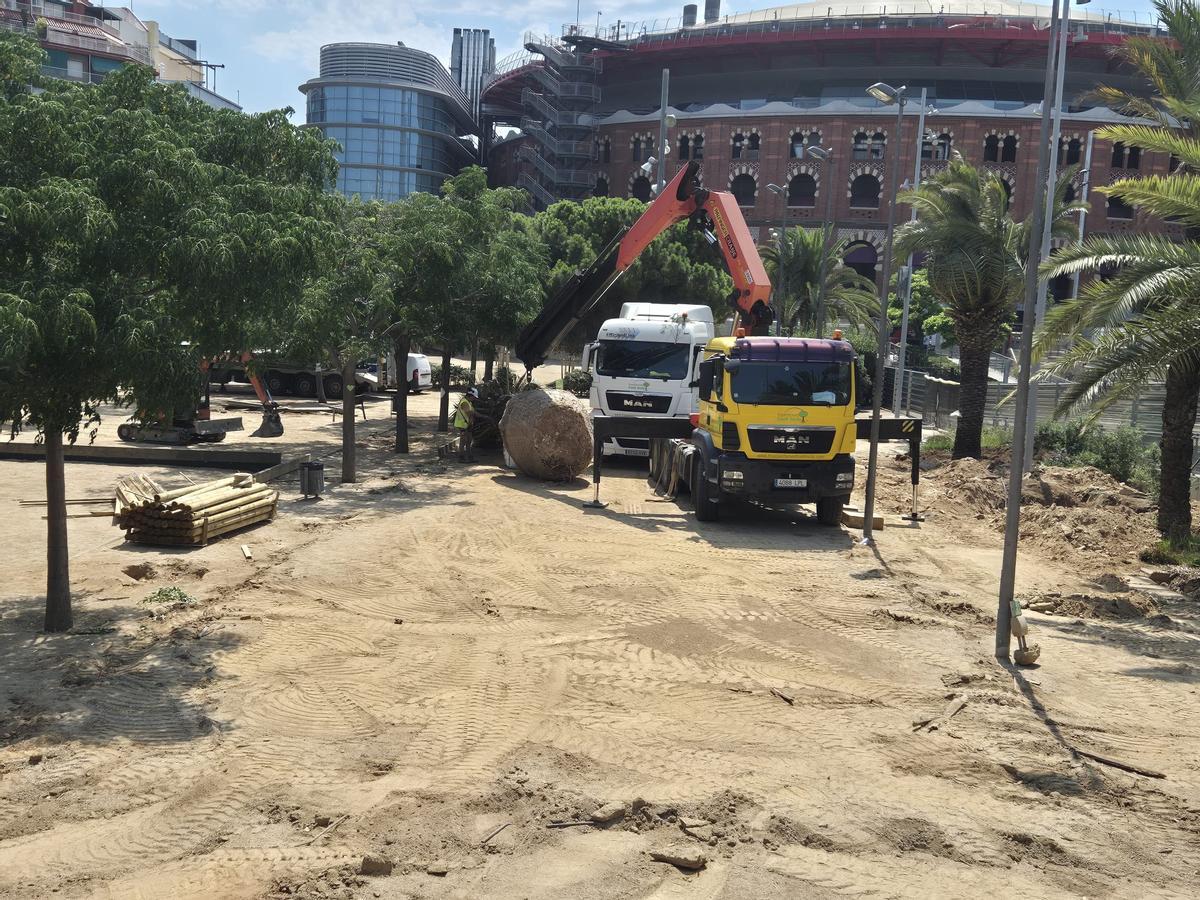 La grúa de un camión sujeta una palmera arrancada por la base para ser replantada en el parque de Joan Miró, en Barcelona.