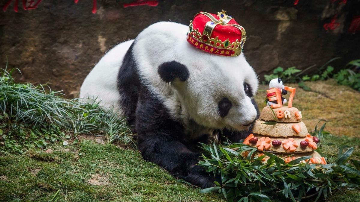La osa panda Basi, en su último cumpleaños