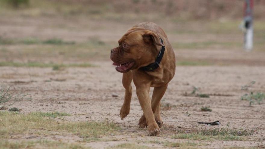Les sancions per la tinença de gossos de raça potencialment perillosa sense llicència han augmentat.