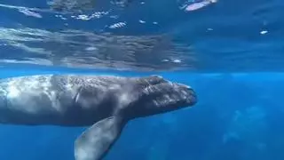 Excepcional avistamiento en Canarias de una ballena franca