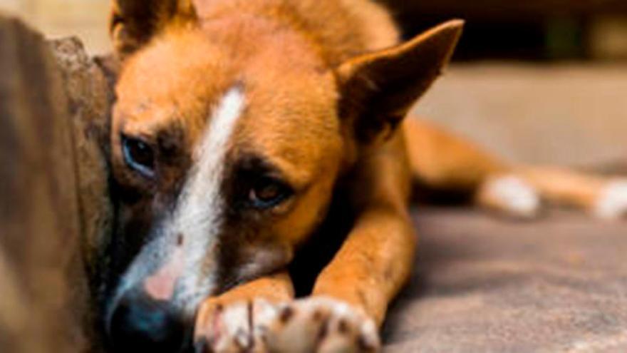 Un hombre lanza a sus dos perros por la ventana de un segundo piso tras discutir con su mujer