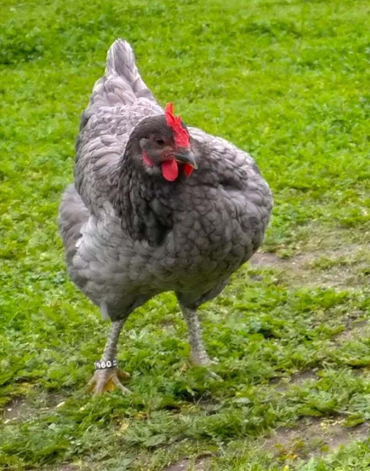 Ejemplar de Gallina Azul Extremeña.