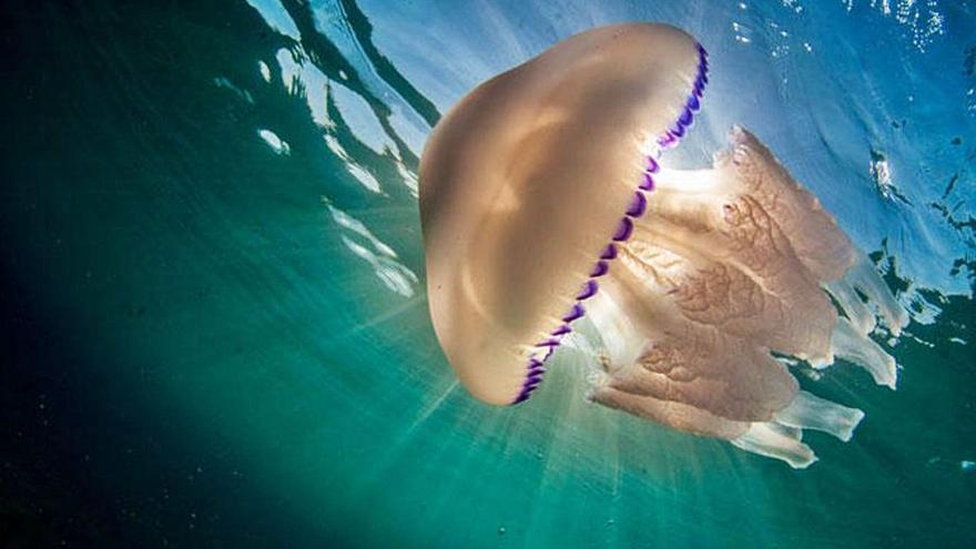 Els experts preveuen un augment de meduses a la Costa Brava aquest estiu