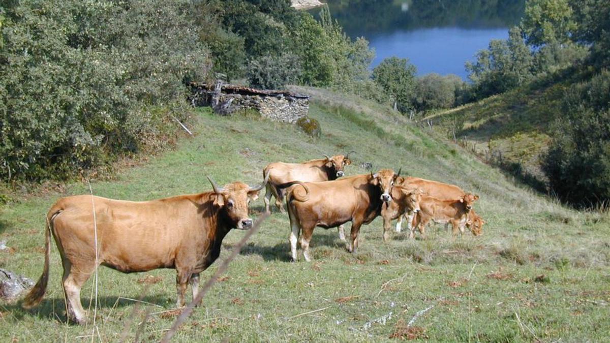 La UE se aviene a flexibilizar la normativa de condicionalidad de la PAC