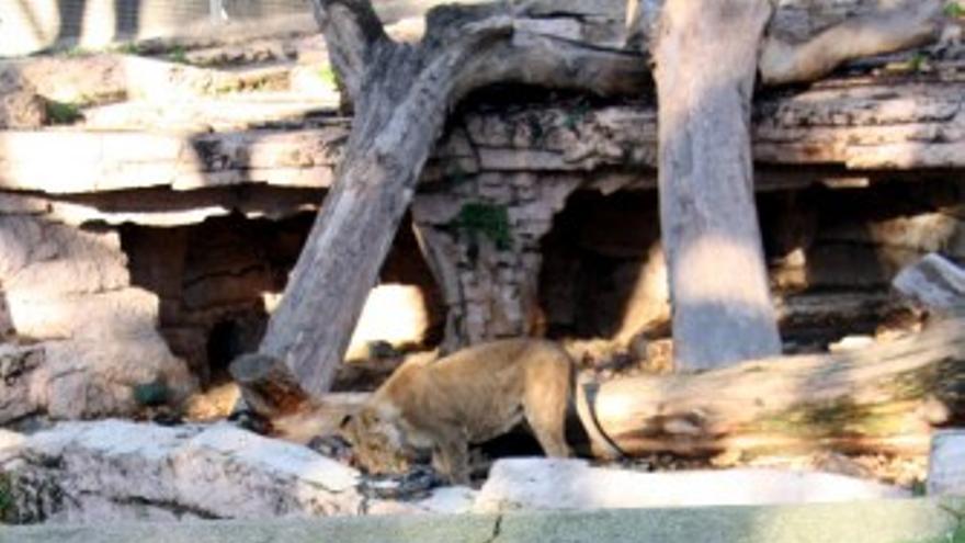 Un hombre se lanza a los leones en el Zoo de Barcelona