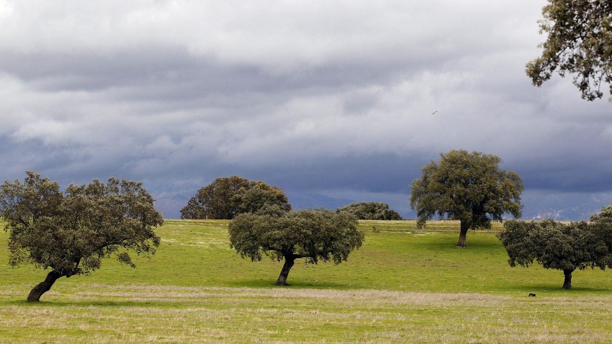 El hongo insecticida puede salvar a encinas, alcornoques y robles