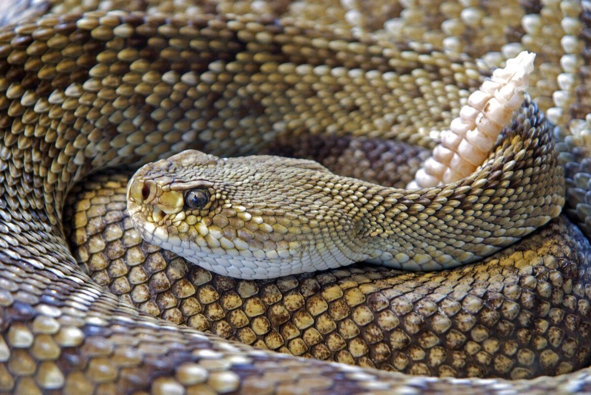 Hoy es el Día Mundial de las Serpiente: ¿Qué hacer si nos encontramos con una?