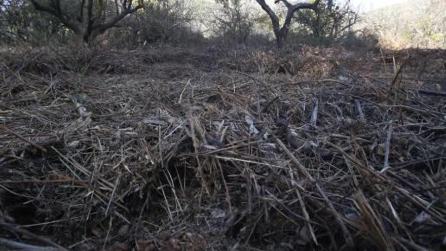 Prevención El consistorio limpia al fin sus campos abandonados en la Murta