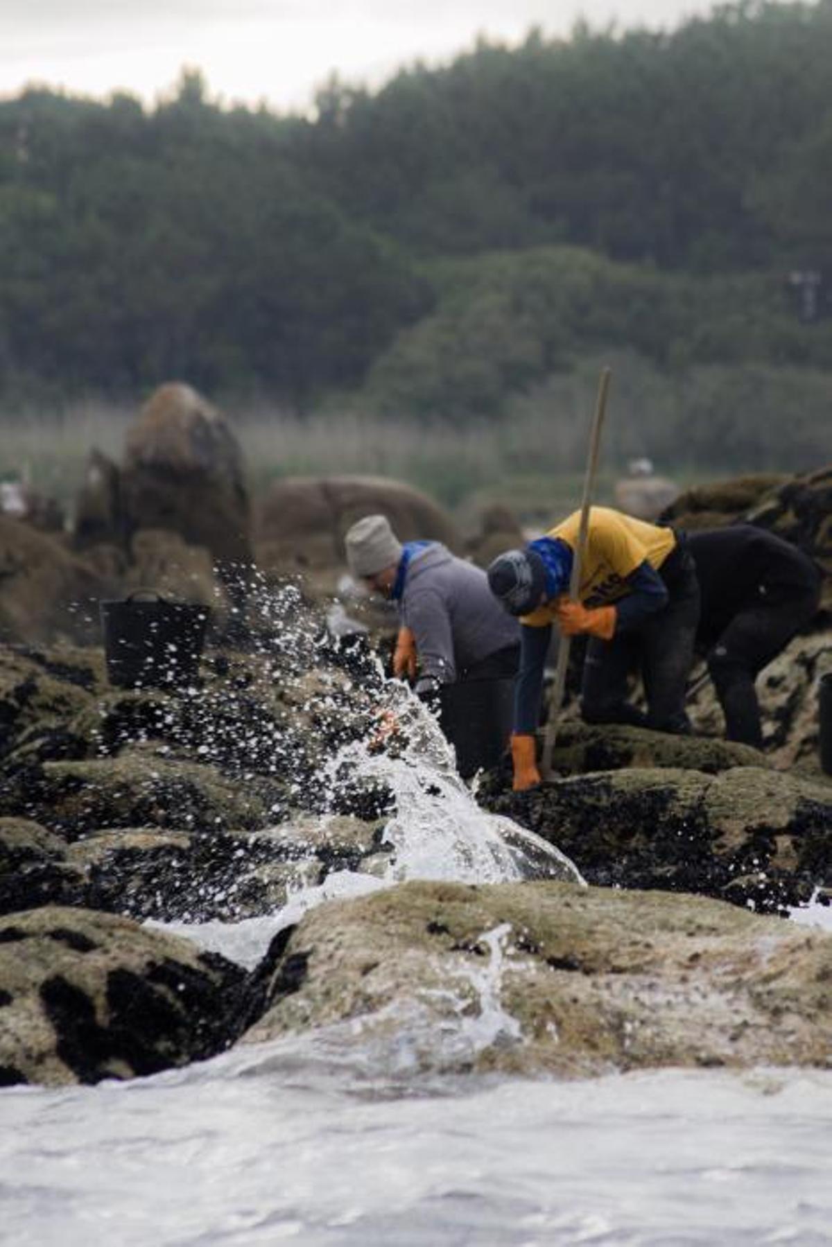 Así recolectan mejilla los bateeiros de Arousa