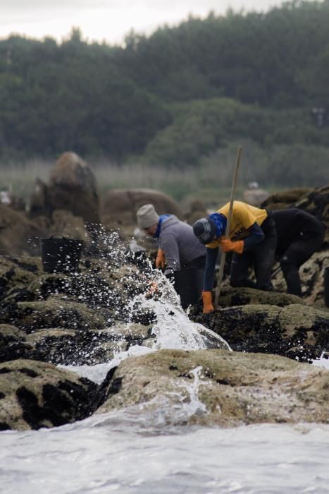 Así recolectan mejilla los bateeiros de Arousa